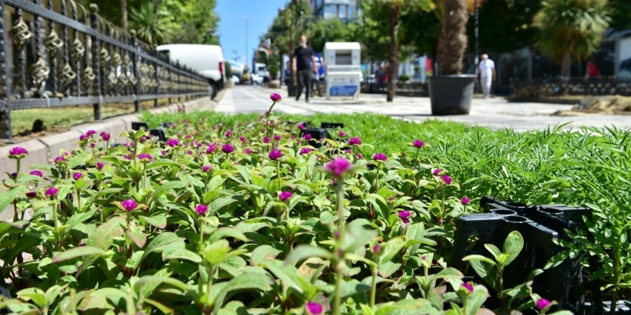 Avcılar Rengarenk Çiçeklerle Donatılıyor