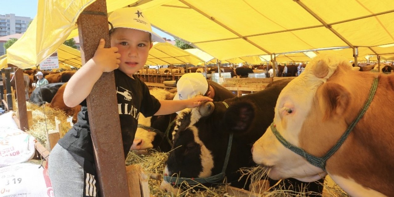 Gözü Gibi Baktığı Kurbanlıkları İçin 850 Kilometre Yol Geldi