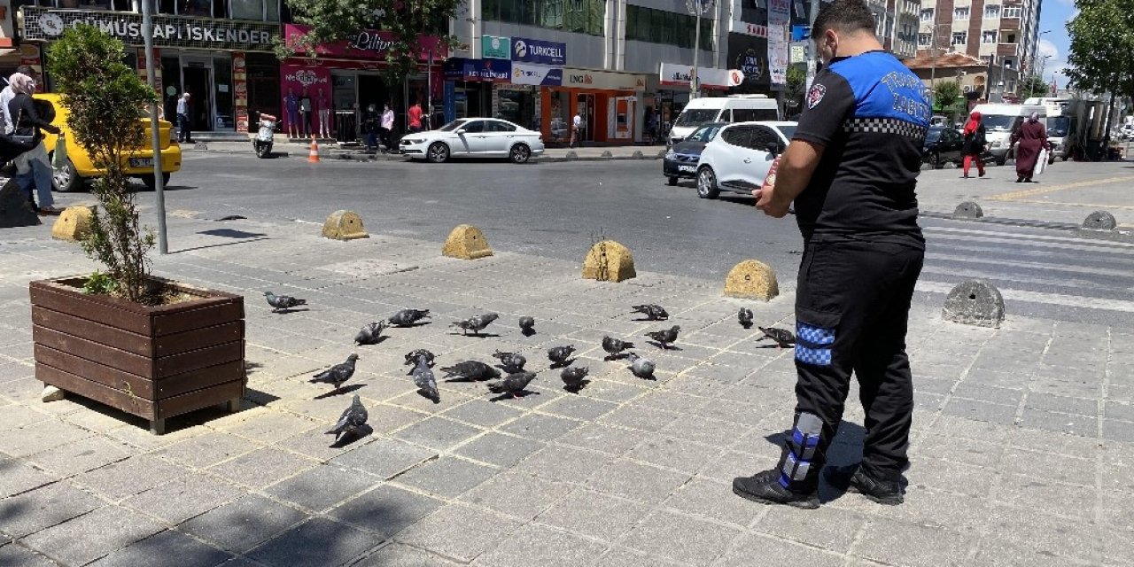 Meydanları Mesken Tutan Güvercinleri Zabıta Besledi