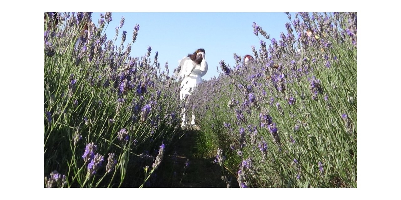 Lavanta Bahçeleri Evlenen Çiftlerin Buluşma Adresi Oldu