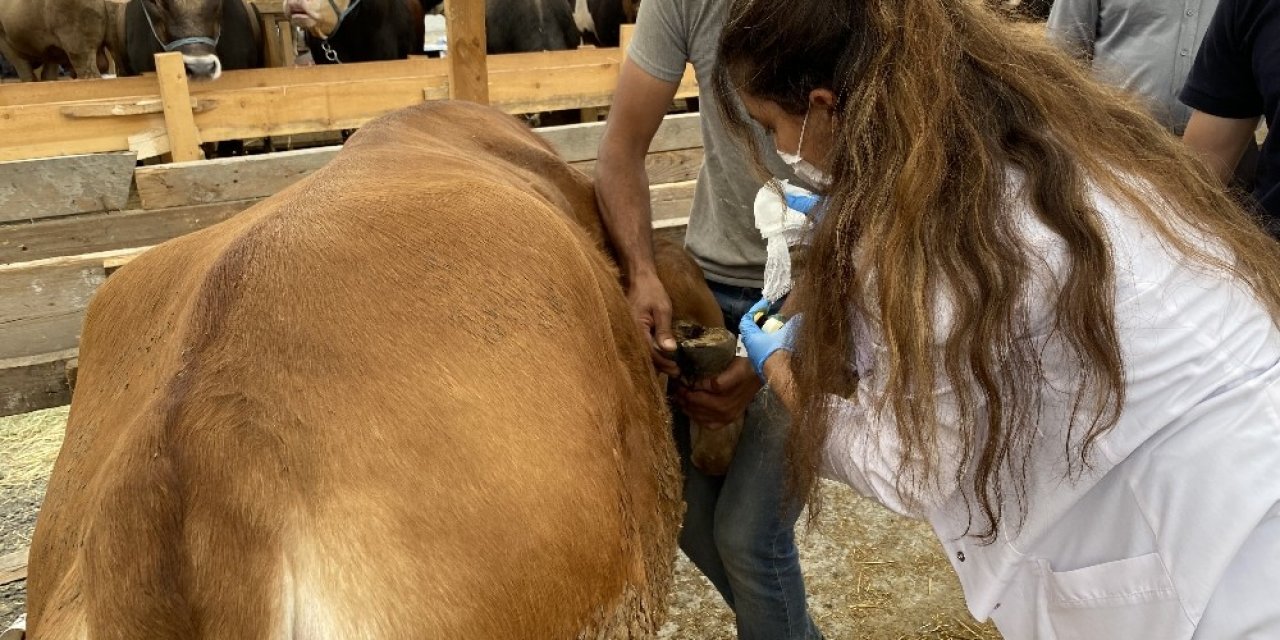 Eyüpsultan’da Kurbanlıklar Genç Veteriner Aslı’ya Emanet