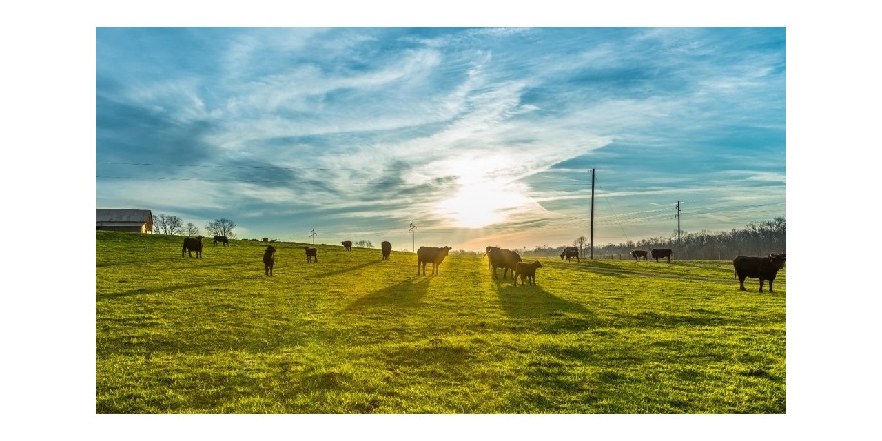 Pandemi Nedeniyle Eve Teslim Kurban Hizmetine Rağbet Arttı
