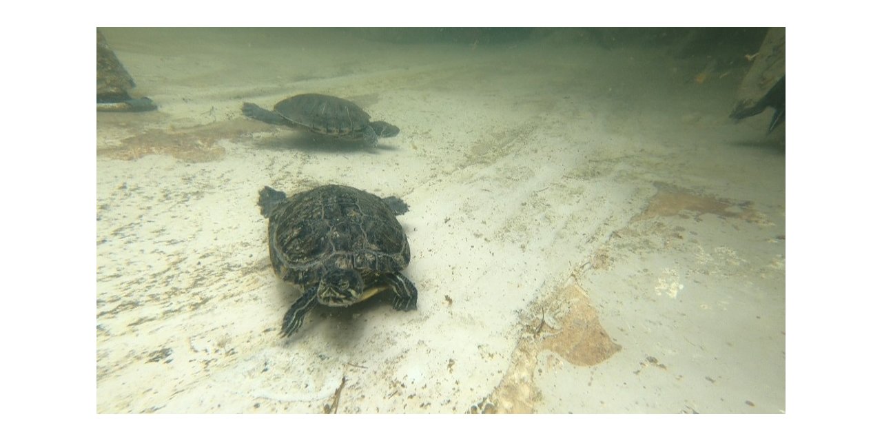Kaplumbağalar Bağcılar Belediyesi’nin Maskotu Oldu