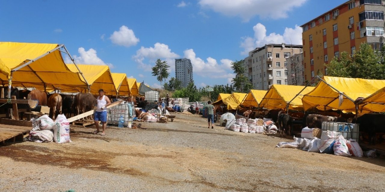 kurban Pazarında Kurbanlıklara Mozart Dinletisi