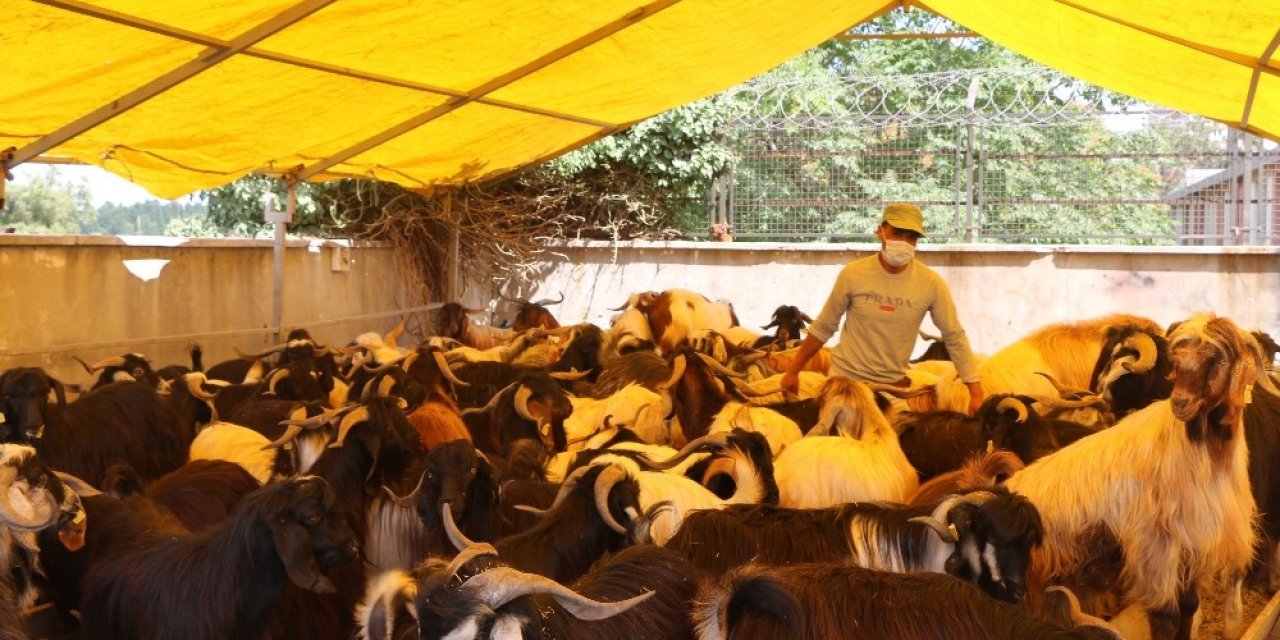 Kurban Pazarında Keçiye Talep Arttı