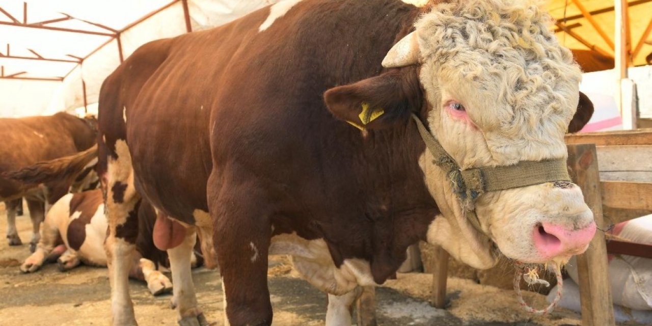 Kurbanlık Pazarının 1 Ton 200 Kiloluk Paşası Alıcısını Bekliyor