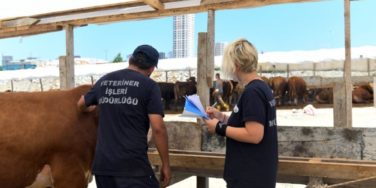 Yaklaşan Kurban Bayramı Öncesi Veteriner Hekimler 24 Saat Görevde