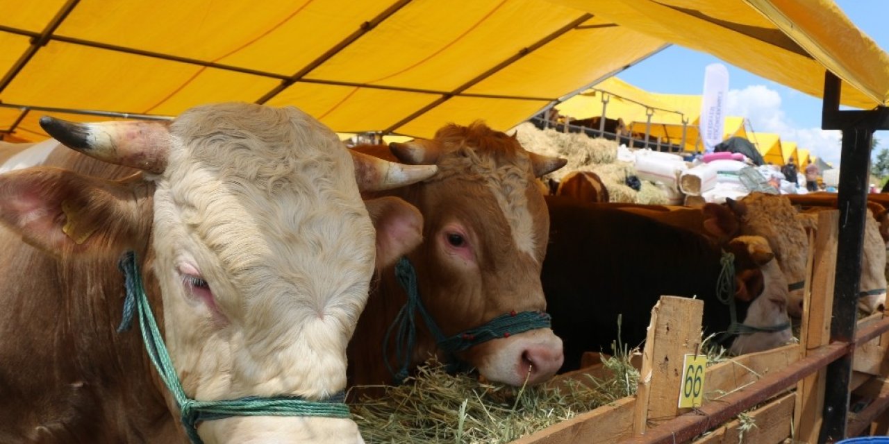 Kurbanlıkların Fiyatları Düştü Ama Alıcı Yok