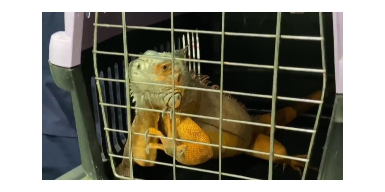 Üsküdar’da 125 Santim Uzunluğunda İguana Bulundu