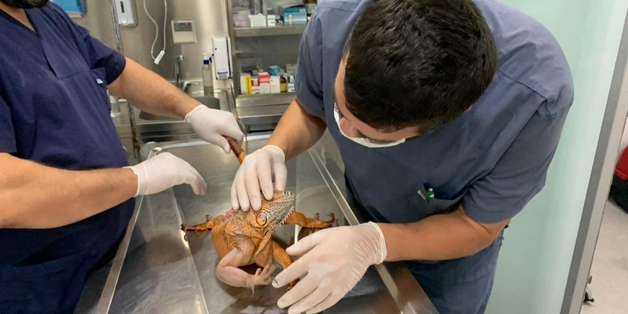 Üsküdar’da Bulunan İguana Belediyenin Neşe Kaynağı Oldu