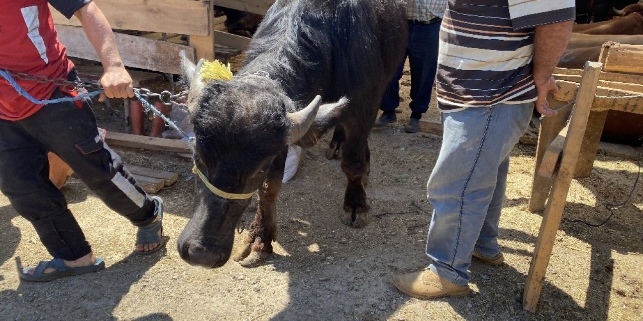 Bin 200 Kilometrelik Yoldan Gelen ‘paşa’ Kurban Pazarının Gözdesi Oldu