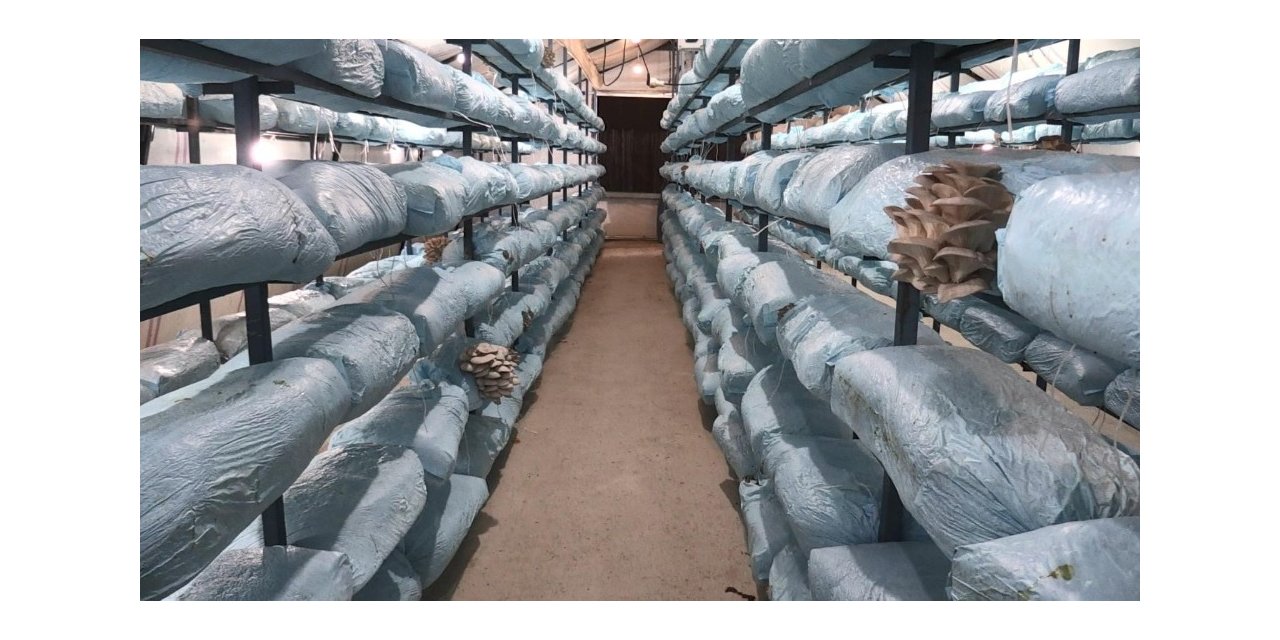 Beykoz Kirazından Sonra Mantarda Da Yüzler Güldü