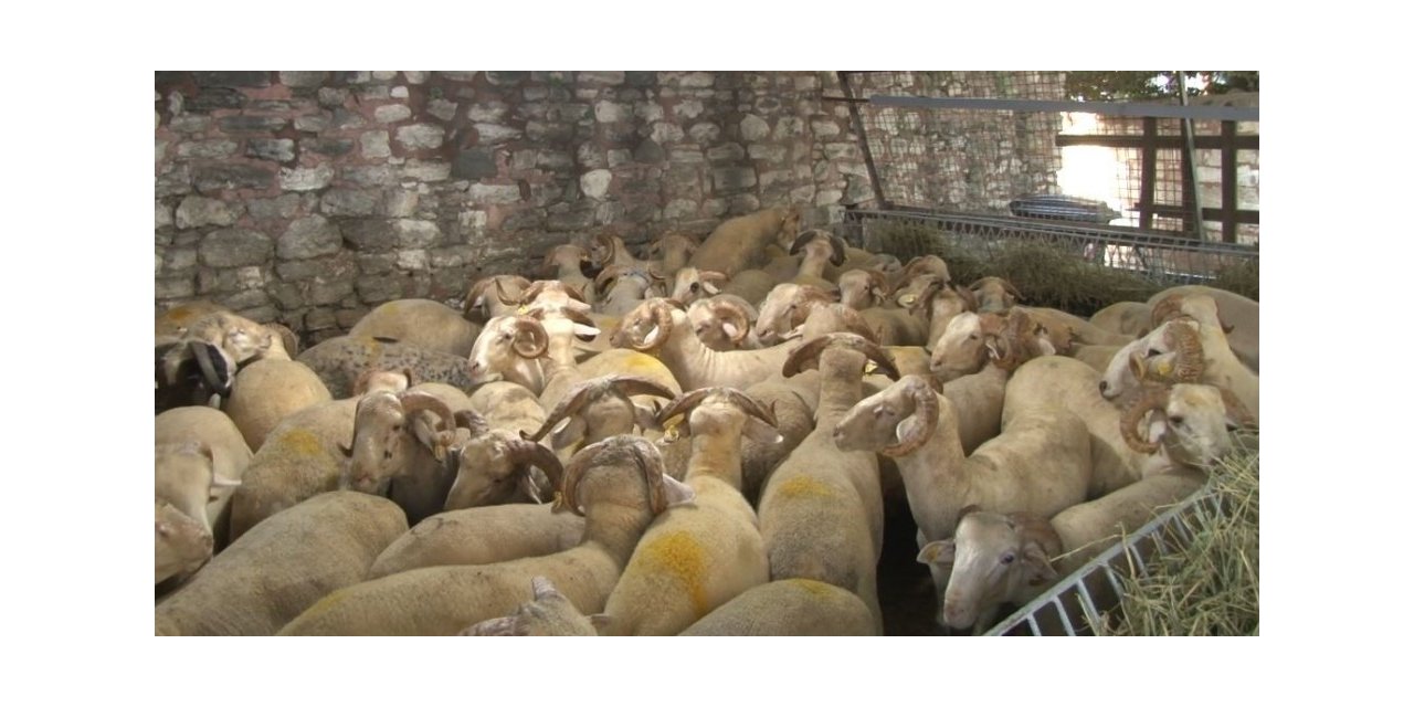 Eyüpsultan’da 55 Şehit Ailesi İçin 55 Kurban Kesildi