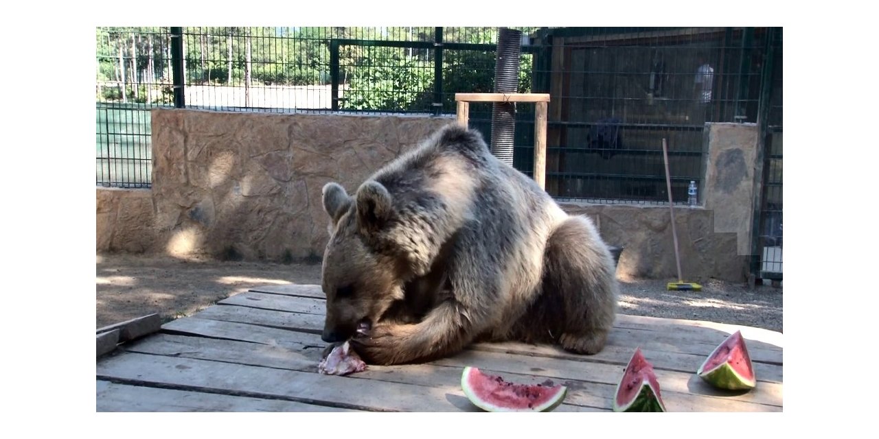 Ayı Silva Havuzunda Banyo Yaptı, Vatandaşlar İlgiyle İzledi