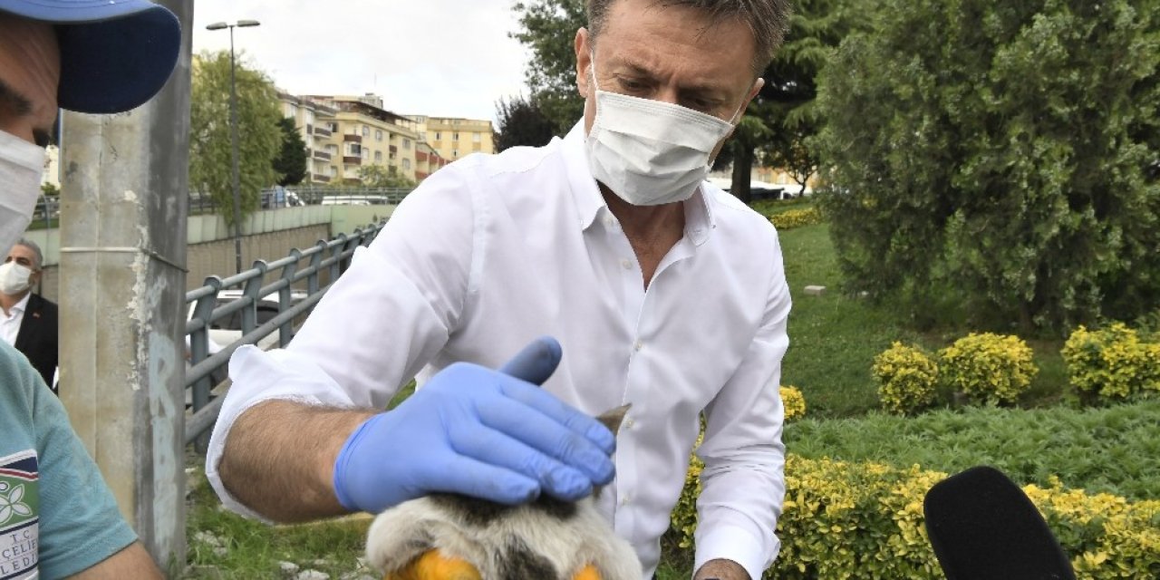 Belediye Başkanının Dikkati Yavru Kediyi Hayatta Tuttu