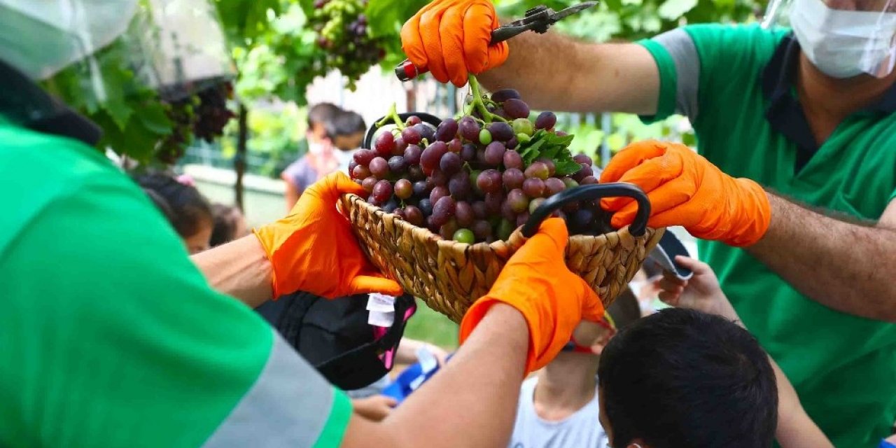Minikler Üzüm Bağı’nda Hasat Yaptı