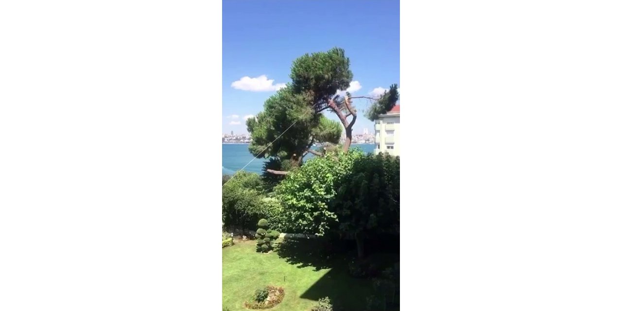 Üsküdar’da Asırlık Çam Ağacını Kestiler