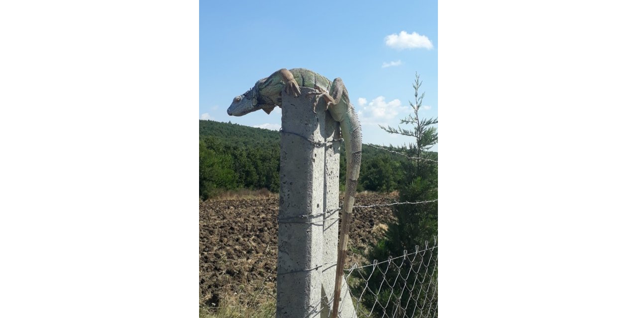 Çatalca’da İguana Şaşkınlığı