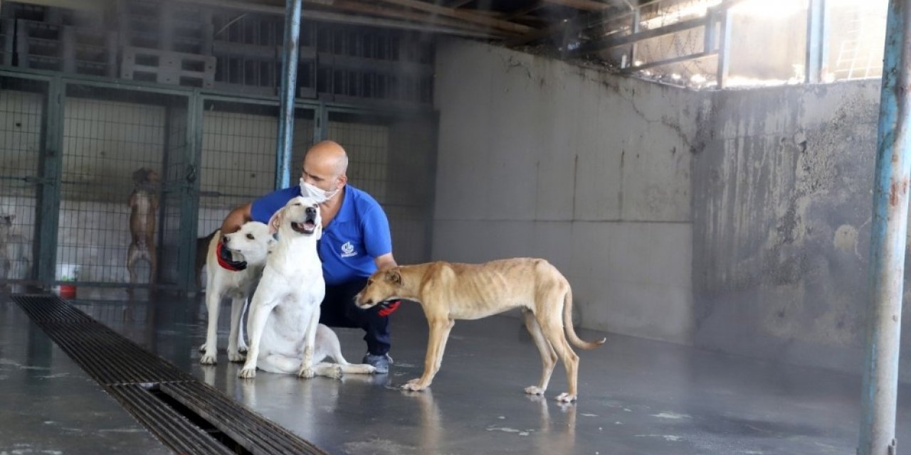 Çöl Sıcaklarına Karşı Sokak Hayvanları Buharla Serinletiliyor