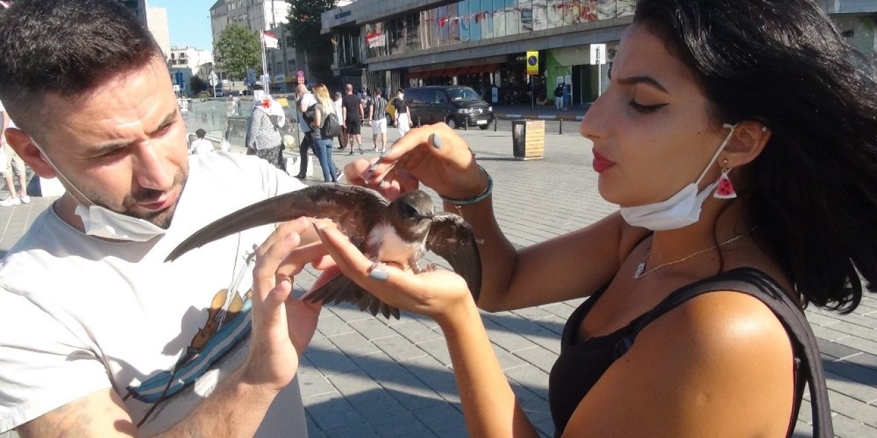Taksim’de Ebabil Kuşu Bulundu