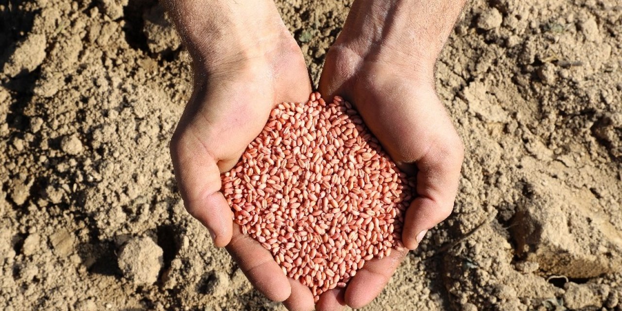 Ülker’in Bisküvilik, Yüksek Verimli Aliağa Buğdayı’nda İlk Hasat Yapıldı