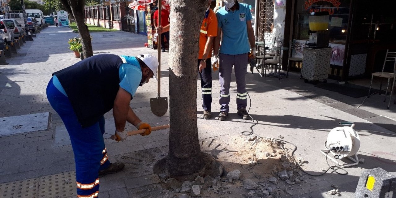 Köklerine Beton Dökülen Ağaçlar Tedavi Ediliyor
