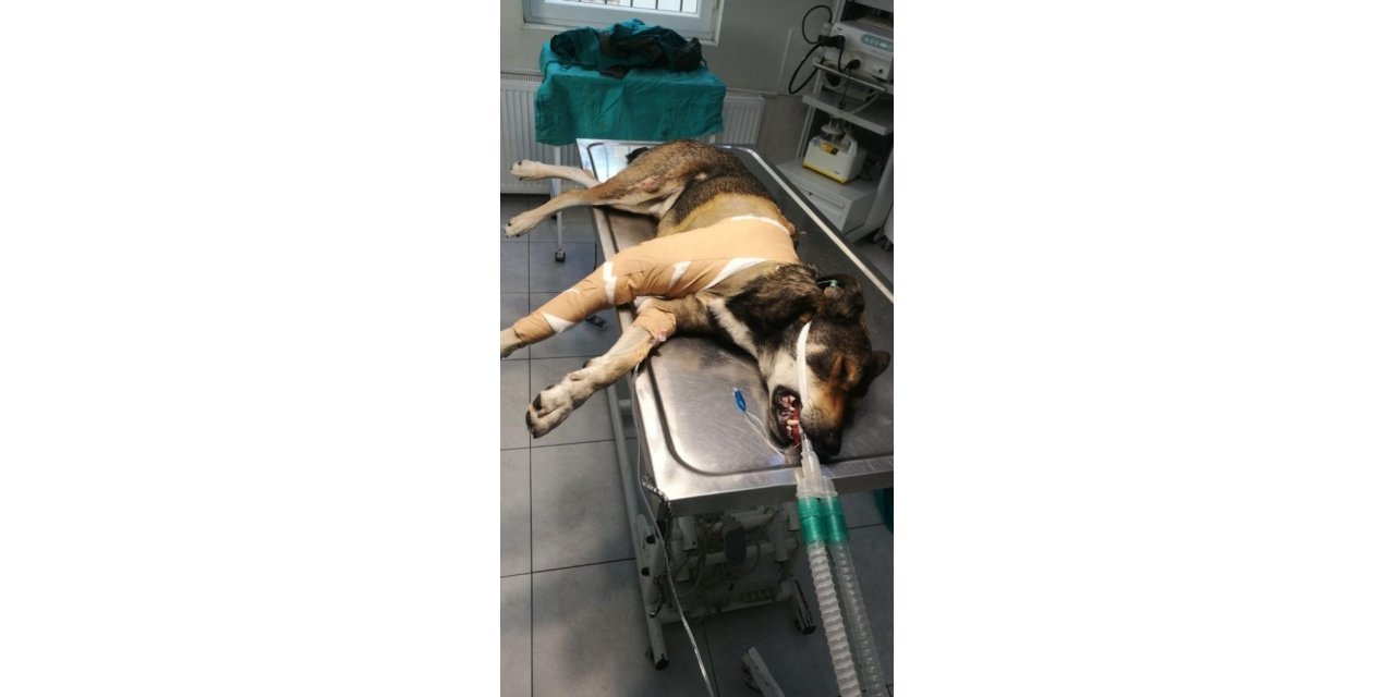 Sarıyer’de Aracın Köpeği Ezdiği An Kamerada