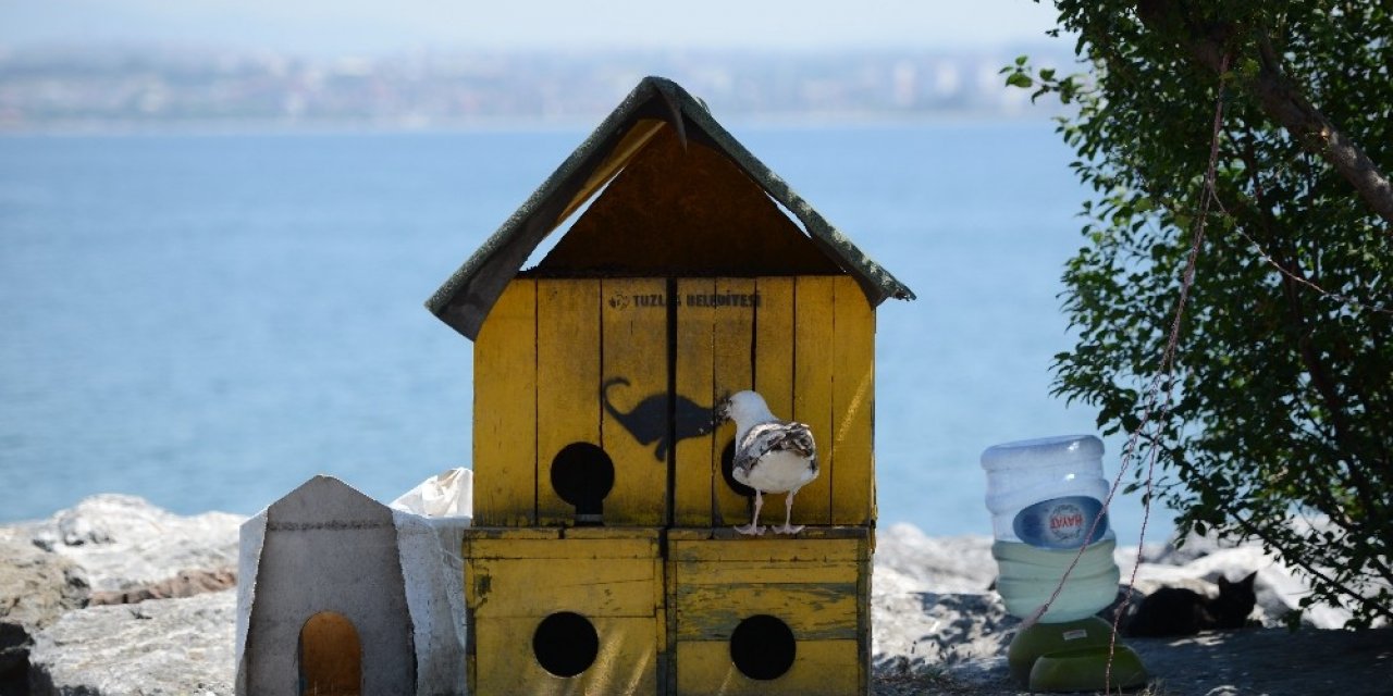 Tuzla’da Kedilere Tripleks Kedi Evleri
