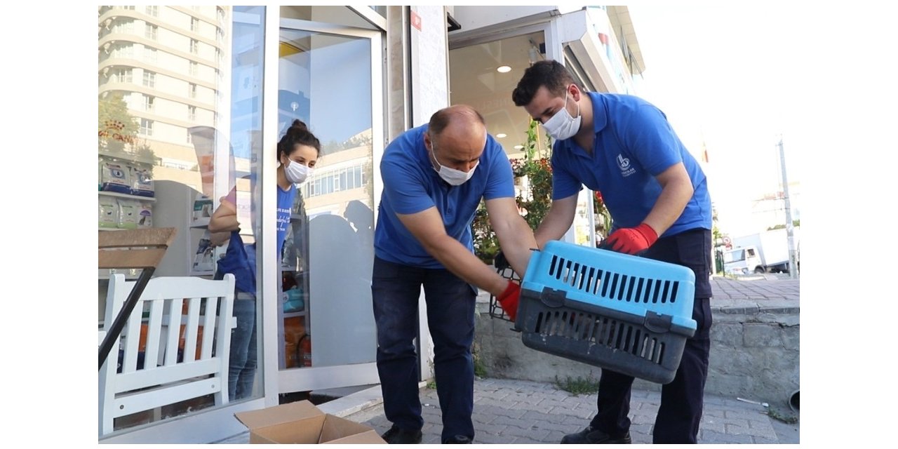 9 Ayda 4 Bin 520 Sokak Hayvanının Bakım Ve Tedavisi Yapıldı