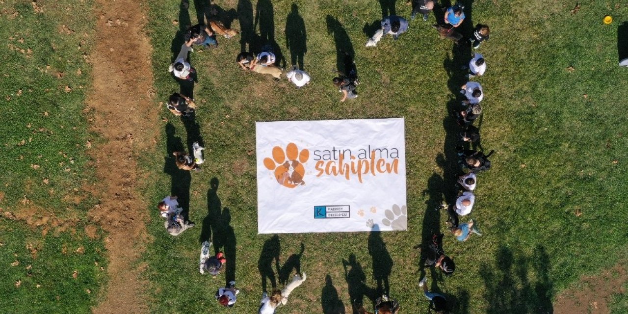 Hayatı Değişen 20 Köpekle “satın Alma Sahiplen” Mesajı Verdiler