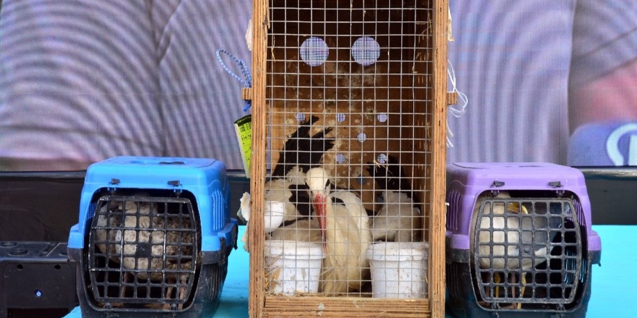 İstanbul’da Rehabilitasyon Süreci Tamamlanan Leylek Ve Martılar Doğaya Salındı