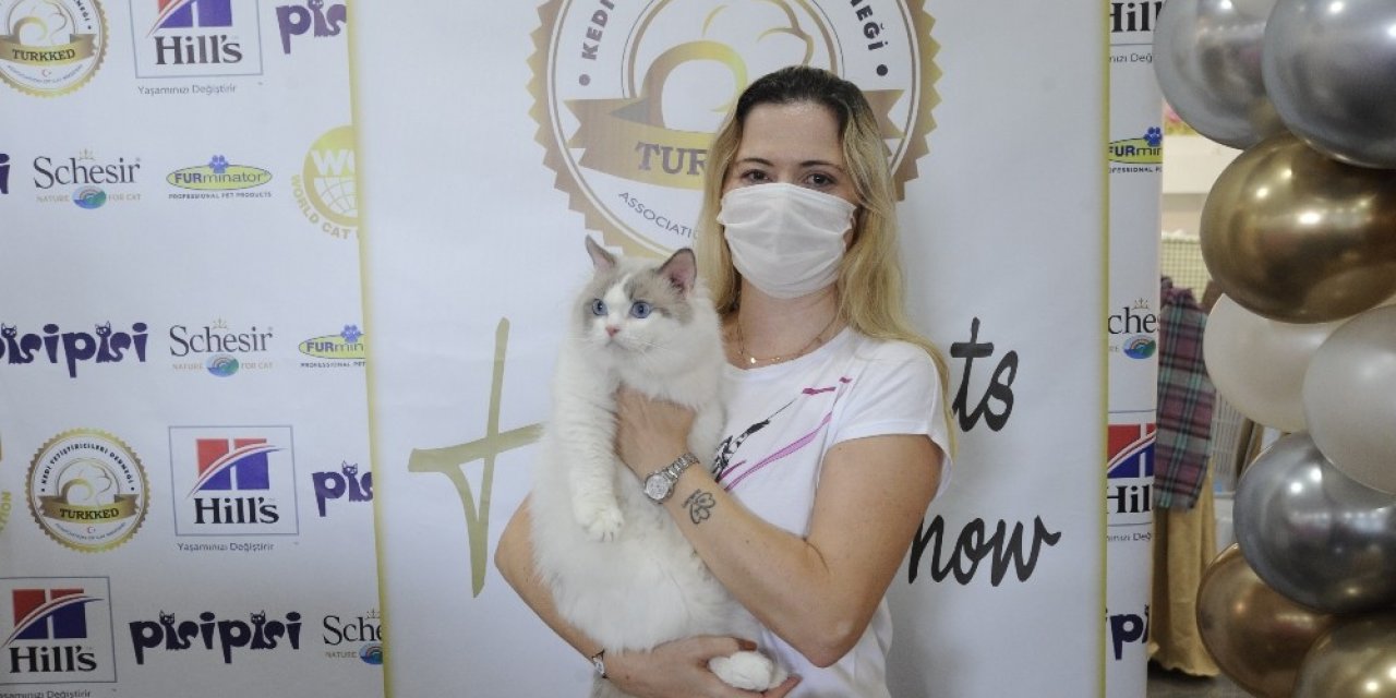 Farklı Irktan Kediler İstanbul’da Görücüye Çıktı