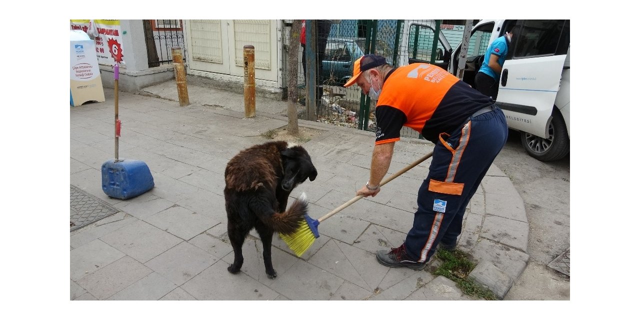 Temizlik İşçisi Süpürgesiyle Sokak Köpeğine Masaj Yaptı