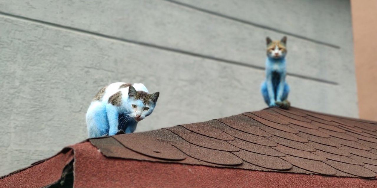 Küçükçekmece’de Kediler ‘şirinler’e Döndü