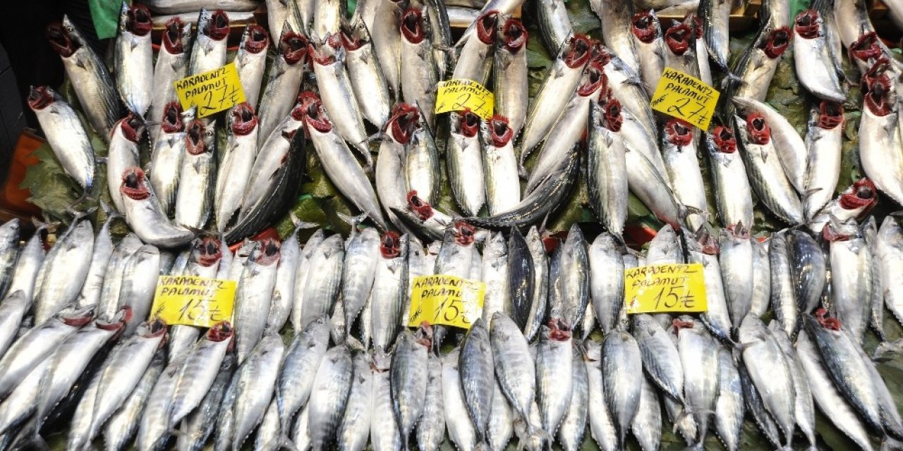 Balık Tezgahlarında Palamut Bolluğu Devam Ediyor