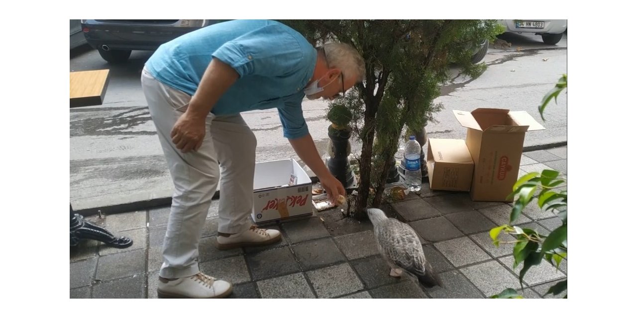 Maltepe’de Yaralı Olduğu İçin Uçamayan Martıya Esnaf Sahip Çıktı