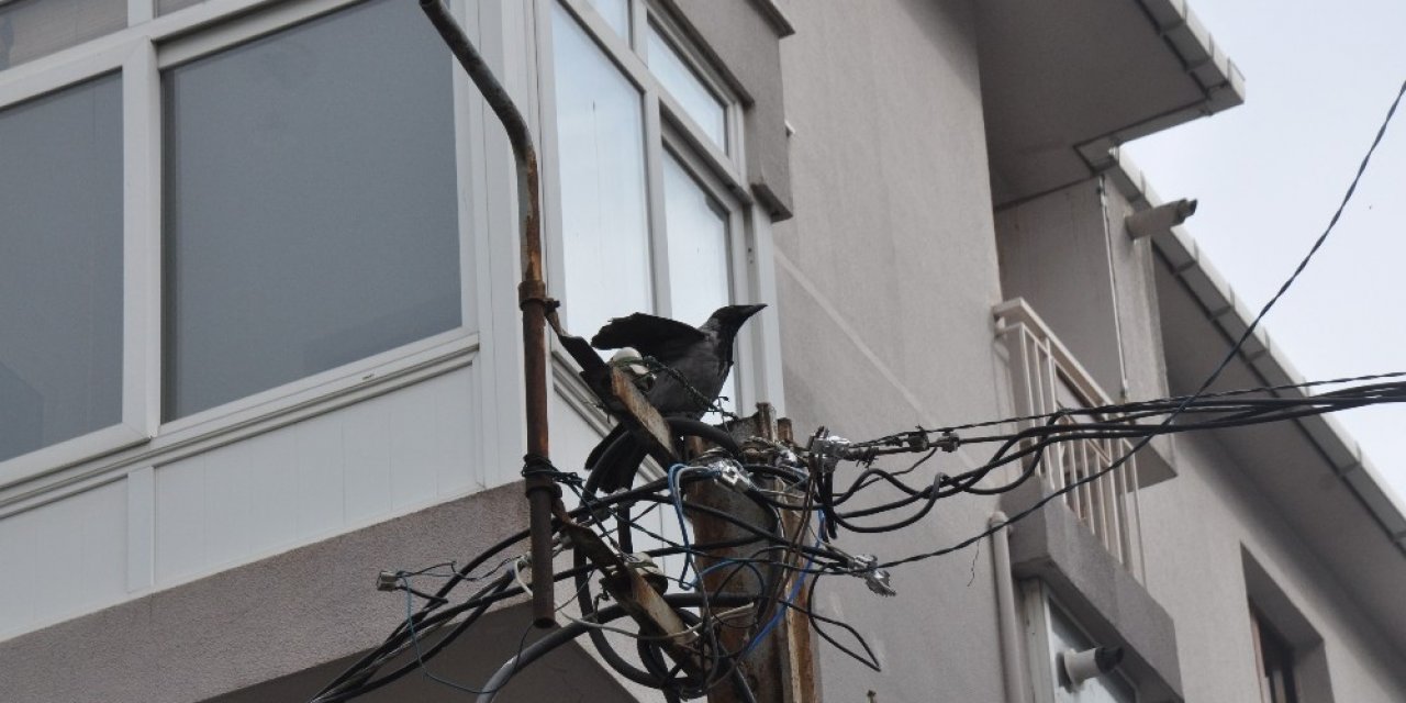 -maltepe’de Elektrik Direğinde Mahsur Kalan Kargaya Kurtarma Operasyonu