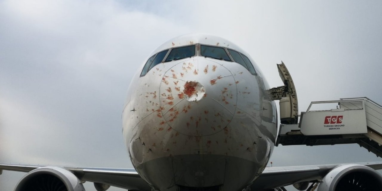 Kuş Sürüsüne Giren Thy’nin Kargo Uçağı Geri Döndü