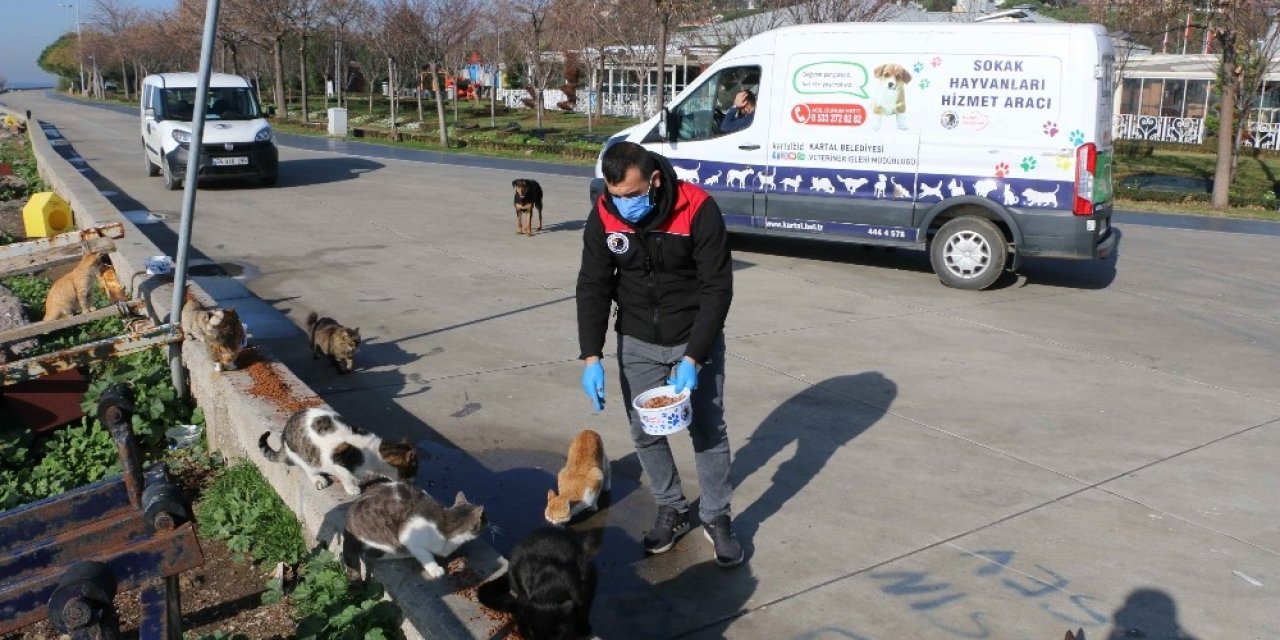 Kartal Belediyesi, 4 Günlük Kısıtlamada Sokak Hayvanlarını Unutmadı