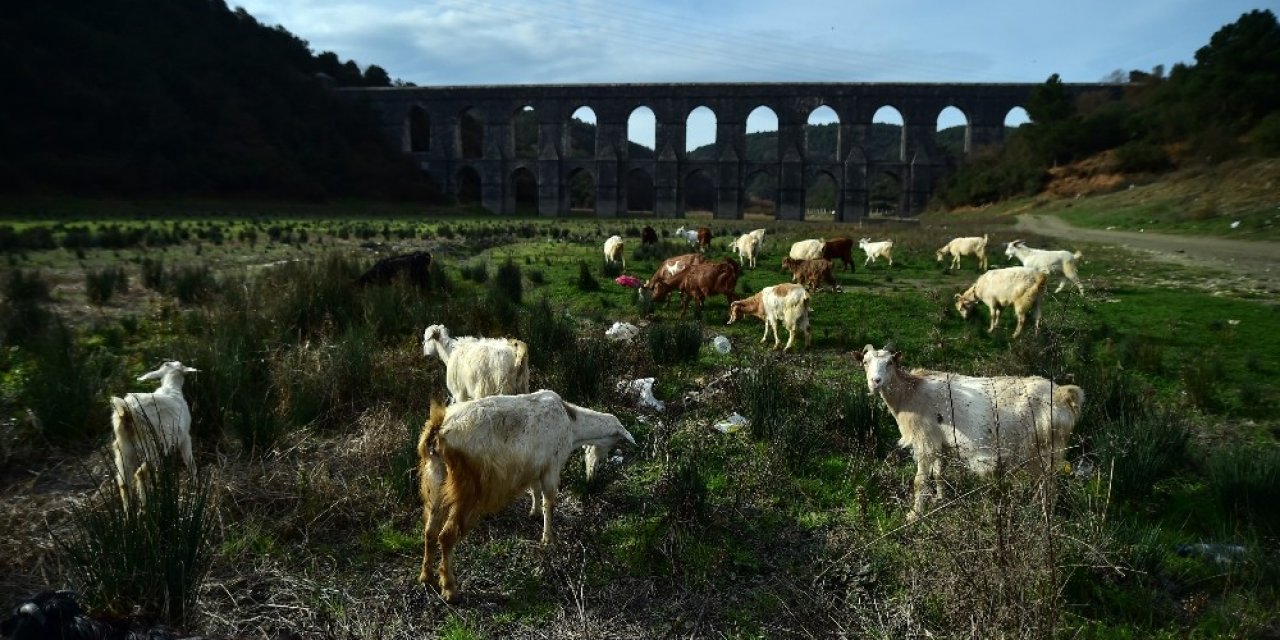 İstanbul’da Kuraklık Nedeniyle Balıkların Yüzdüğü Baraj, Koyunlara Kaldı