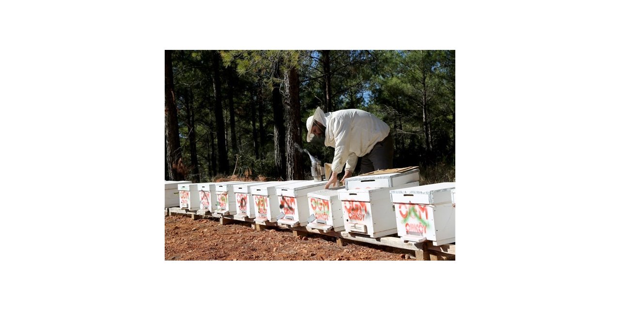 Orman Köylüsüne 250 Milyon Tl Destek