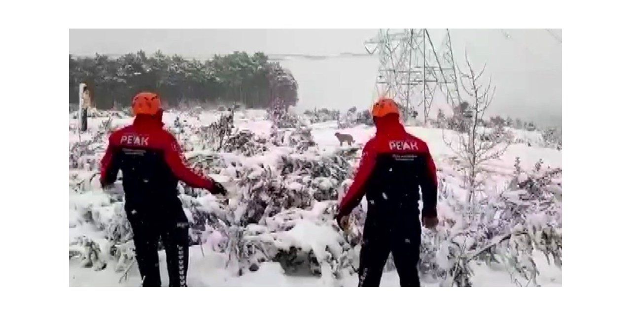 Arama Kurtarma Ekipleri Ormanlık Alandaki Sokak Hayvanlarını Besledi