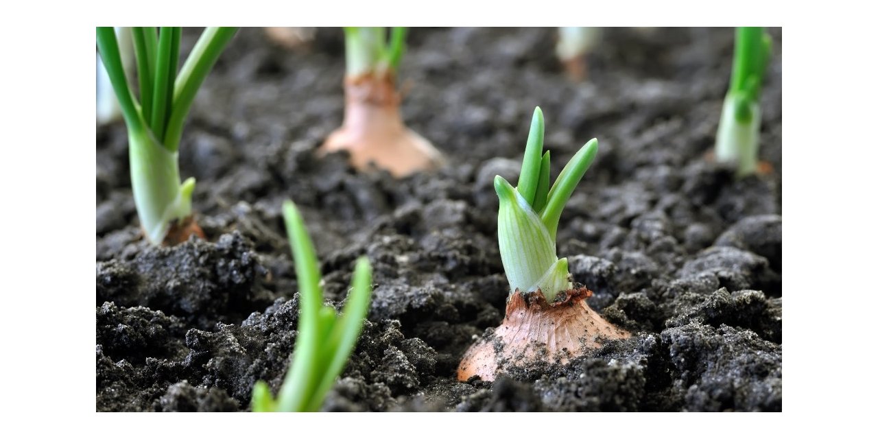 Organik Tarım Yüzde 46 Arttı