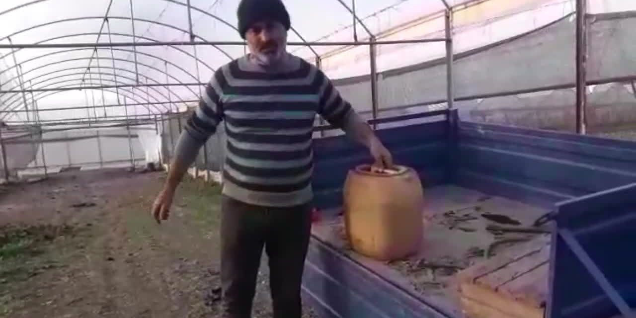 ISPANAK VE MARUL PARA ETMEYİNCE ÇİFTÇİÜRÜNLERİNİ SÖKTÜ