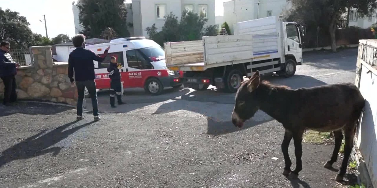 BODRUM BELEDİYESİ'NİN TEDAVİ ETTİĞİ EŞEK "LODOS", ARTIK YENİ YUVASINDA ÇİMLERİ BİÇİYOR!