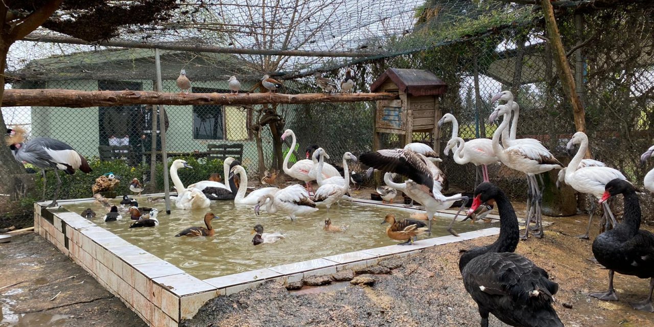 NESLİ TÜKENMEKTE OLAN 185 HAYVAN İSTANBUL'DA BİR ÇİFTLİKTE  ELE GEÇİRİLDİ