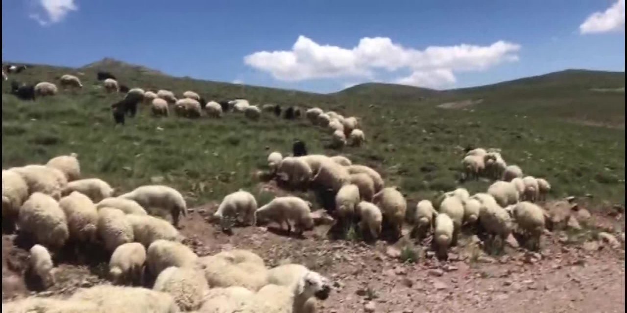 SİVAS'IN MURSAL KÖYÜ SAKİNLERİ, MERALARININ GÖÇERLERE KİRALANMASI NEDENİYLE HAYVANLARINI OTLATAMAYACAK DURUMA GELDİ