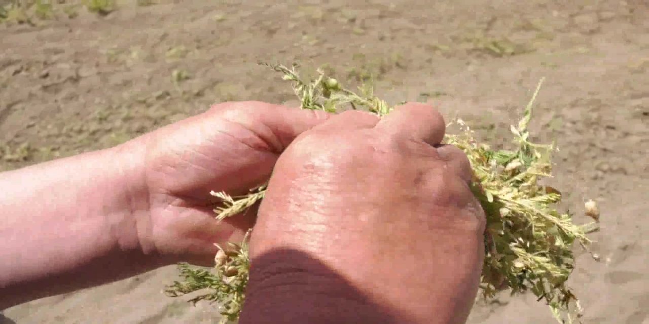 ANKARA BÜYÜKŞEHİR'İN ÇİFTÇİLERE DAĞITTIĞI KIRMIZI MERCİMEKTE HASAT ZAMANI