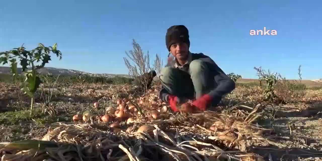 OKULDA KALEM TUTMASI GEREKEN ELLER TARLADA ÇUVALDIZ TUTUYOR