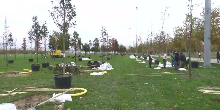 SONBAHAR VE İLKBAHAR DÖNEMİNDE 50 BİN AĞAÇ DİKECEK